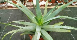 Алоэ древовидное (Aloe arborescens)