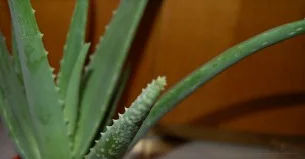 Алоэ вера (Aloe vera)