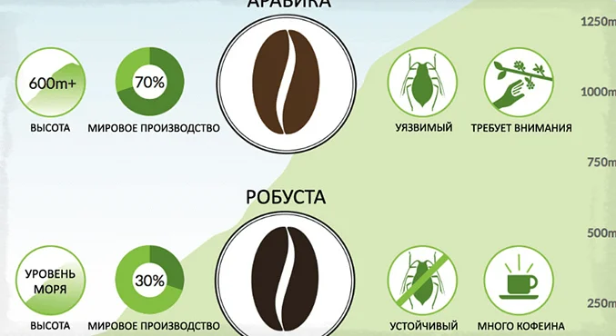 Арабика и робуста - различия