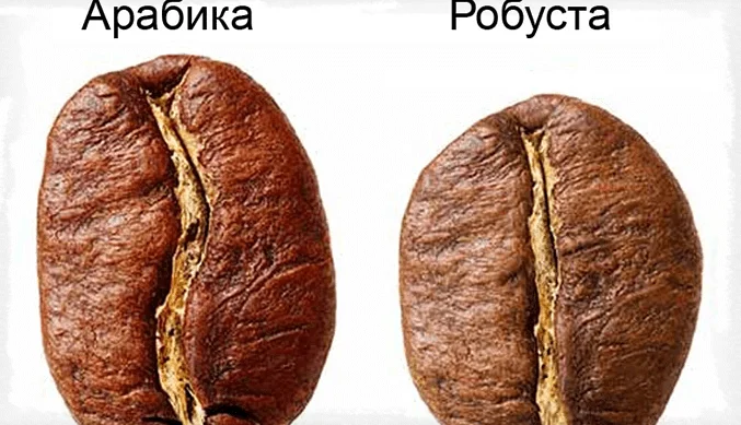 Арабика и робуста - внешний вид зерен