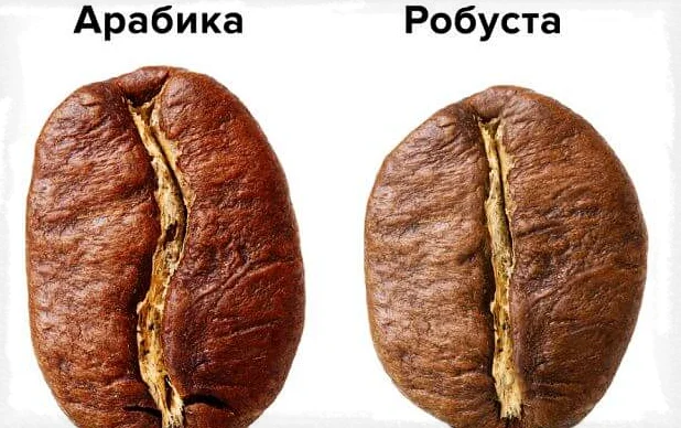 арабика и робуста