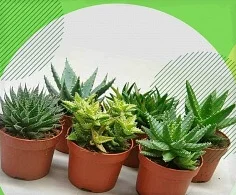 30+ уникальных способов использования алоэ вера
