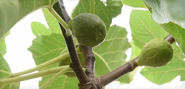 Инжир, зреющий на ветке